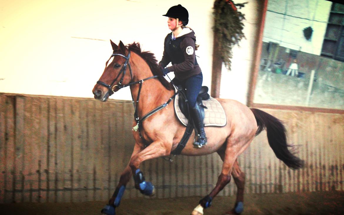 Anden særlig race Balto - Spring træning, vinter 2011 billede 17