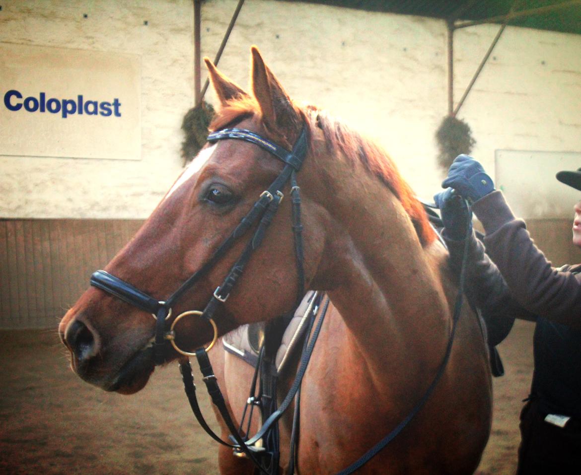 Anden særlig race Balto billede 18