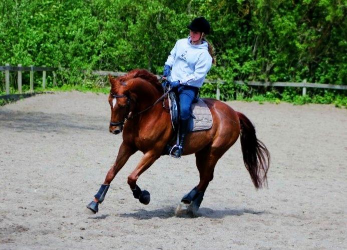 Anden særlig race Balto - Dressur træning, forår 2012 | Foto: Simone Sigersted billede 19