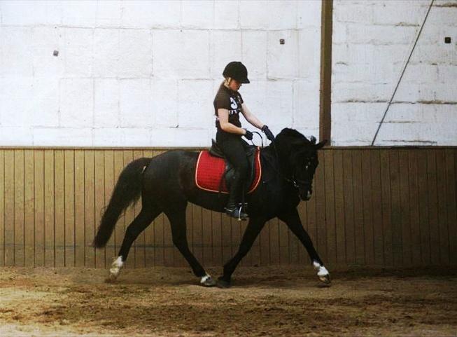 Hollandsk Sportspony Lady Black - Dressur trænning, forår 2012! | Foto: Nini Blentved billede 2