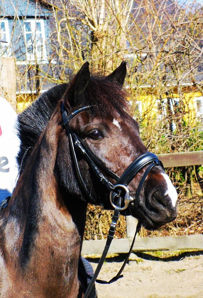 Hollandsk Sportspony Lady Black - Den skønne ponz :') | Foto: Signe Jørgensen (miiq) billede 3