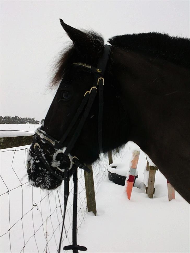 Hollandsk Sportspony Lady Black - Ude og lege med ponzen i sneen | 23. december ´10 | Foto: Signe Jørgensen (miiq) billede 5