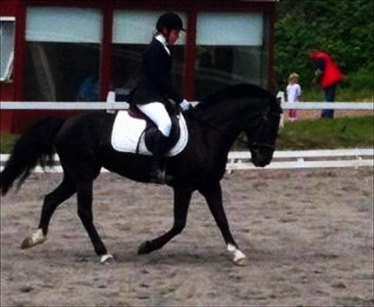 Hollandsk Sportspony Lady Black - Gribskov la1 62.42 % 5.plads første la ude og anden i alt.. Vandt også lb´en så to rosetter med hjem den dag :D | Foto: Trine Blevad billede 7