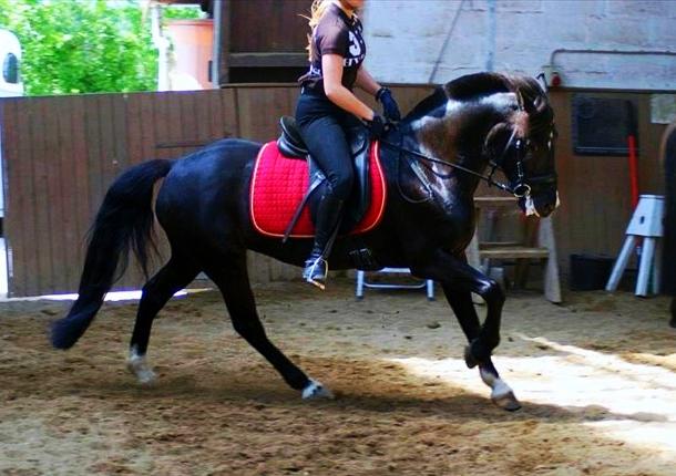 Hollandsk Sportspony Lady Black - Dressur trænning, forår 2012! | Foto: Nini Blentved billede 8