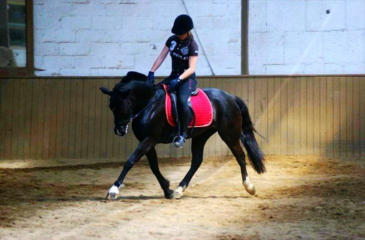 Hollandsk Sportspony Lady Black - Dressur trænning, forår 2012! | Foto: Nini Blentved billede 9