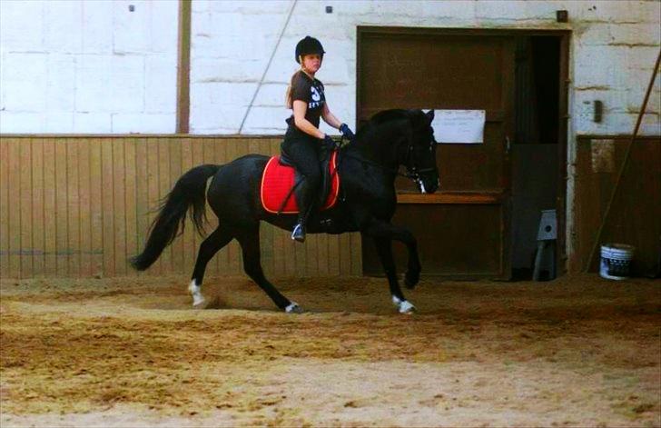 Hollandsk Sportspony Lady Black - Dressur trænning, forår 2012! | Foto: Nini Blentved billede 10