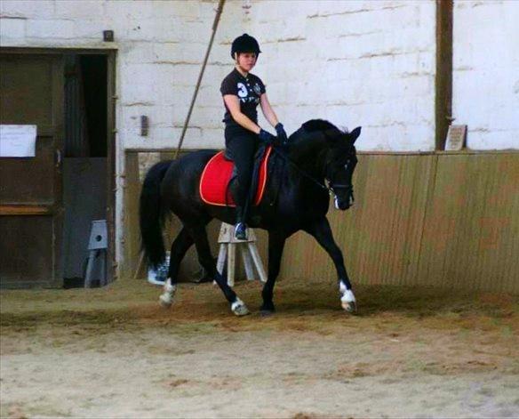 Hollandsk Sportspony Lady Black - Dressur trænning, forår 2012! | Foto: Nini Blentved billede 11