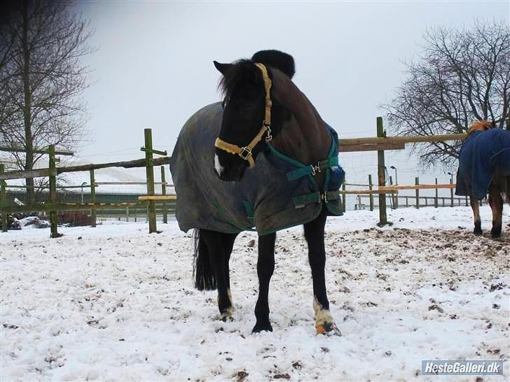 Hollandsk Sportspony Lady Black - Lady på fold vinter 09, super billede af hende :D | Foto: Signe Jørgensen (miiq) billede 13