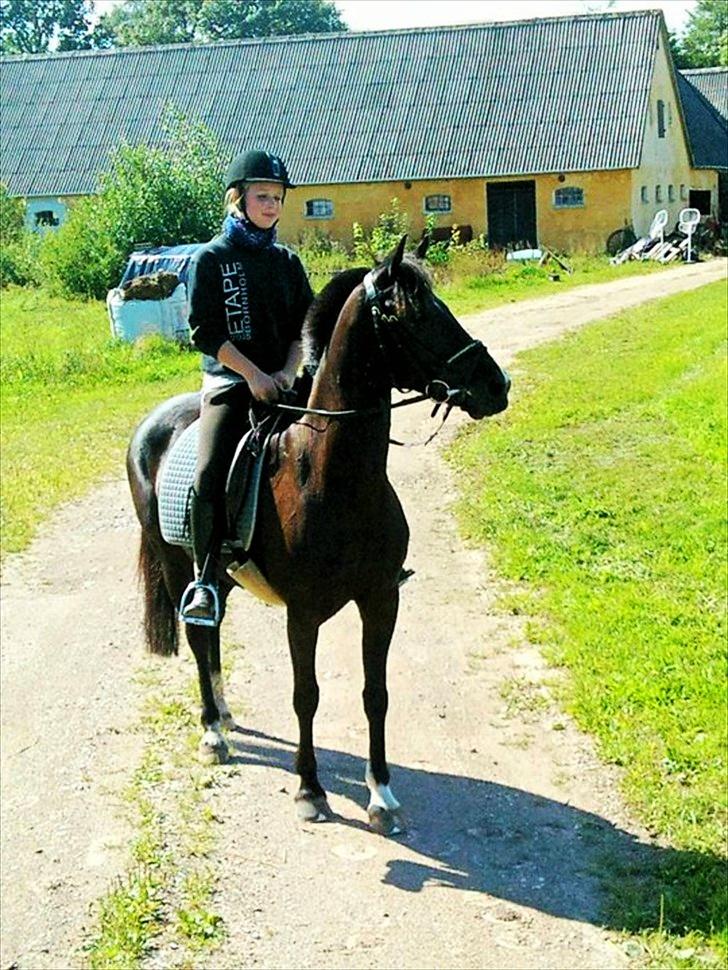 Hollandsk Sportspony Lady Black - På tur med Simone og Stella sommer ´10 | Foto: Simone Sigersted billede 14