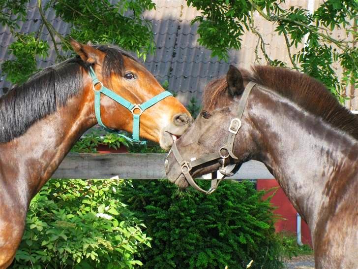Hollandsk Sportspony Lady Black - Lady og Asterix lige da hun kom til Langstruplund | Foto: Kæresten <3 billede 15