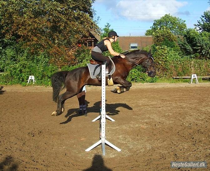 Hollandsk Sportspony Lady Black - spring træning d. 25-08-2010 | Foto: Frederikke Larsen billede 16