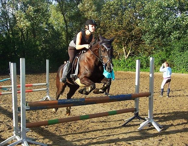 Hollandsk Sportspony Lady Black - super pony ! <3 | spring træning d. 25-08-2010 | Foto: Frederikke Larsen billede 17