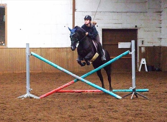 Hollandsk Sportspony Lady Black - Elsker det her billed af hende, det ikke så højt her, men stadig mega nice billede | Foto: Frederikke Larsen, tror jeg nok? billede 18