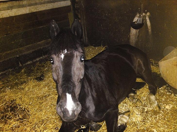 Hollandsk Sportspony Lady Black - En varm sommerdag ´10 | Foto: Signe Jørgensen (miiq) billede 19