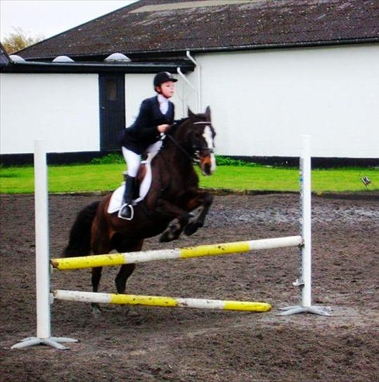 Anden særlig race Filini - Opvarmning til 80 cm på NSR | Foto: Daddy billede 2