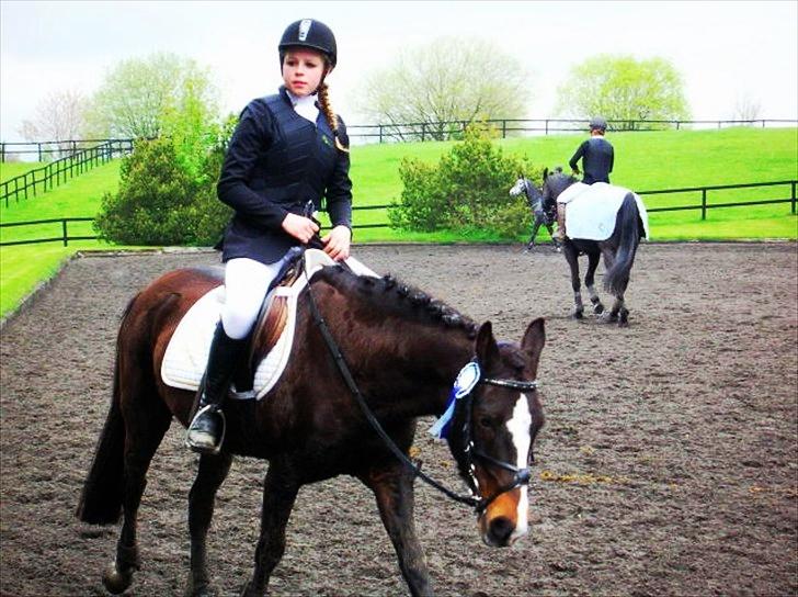 Anden særlig race Filini - dygtig pony med fin fine sløjfe <3 | Foto: Daddy billede 4