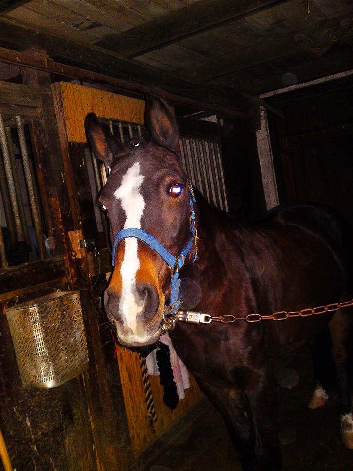 Anden særlig race Filini - anden gang jeg red hende.. mig og Simone gjorde hende super shine ! | Foto: Signe Jørgensen (miiq) billede 8