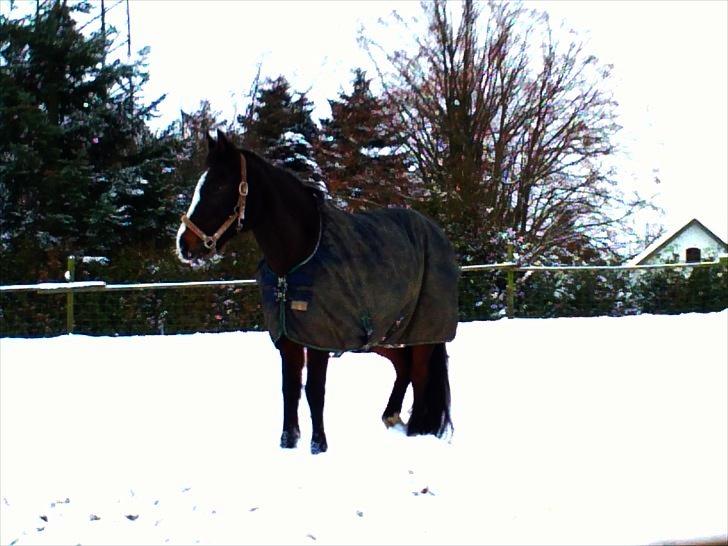 Anden særlig race Filini - Vinter 2010 | Foto: Signe Jørgensen (miiq) billede 9