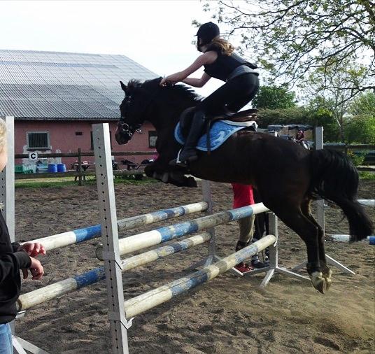 Anden særlig race Filini billede 14