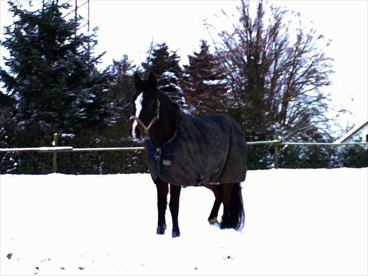 Anden særlig race Filini - Vinter 2010 billede 15