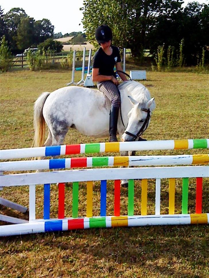 Welsh Mountain (sec A) Gwens gracie - kigger på ny malet spring, siggi synes de er meget fine xD<33 billede 1