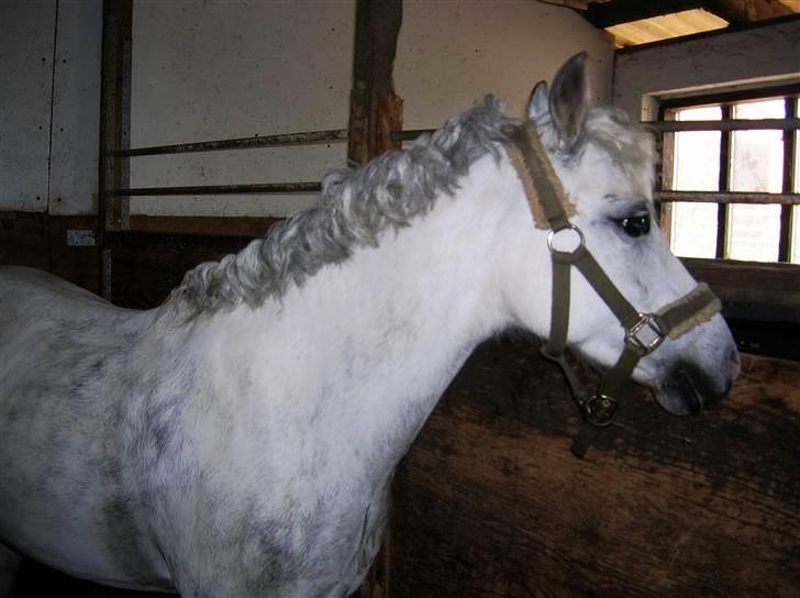 Welsh Mountain (sec A) Gwens gracie - krølle siggi ;D<33 billede 10