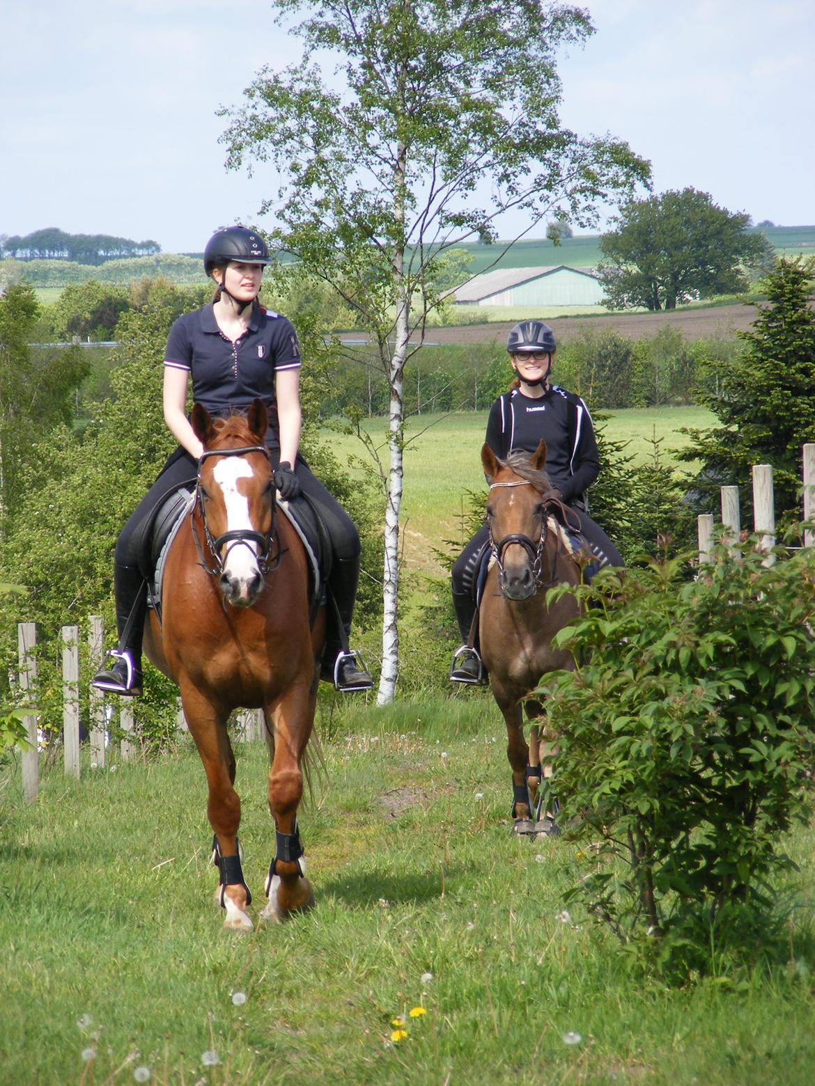 Dansk Varmblod Skærbækgaards Rinaldo billede 8