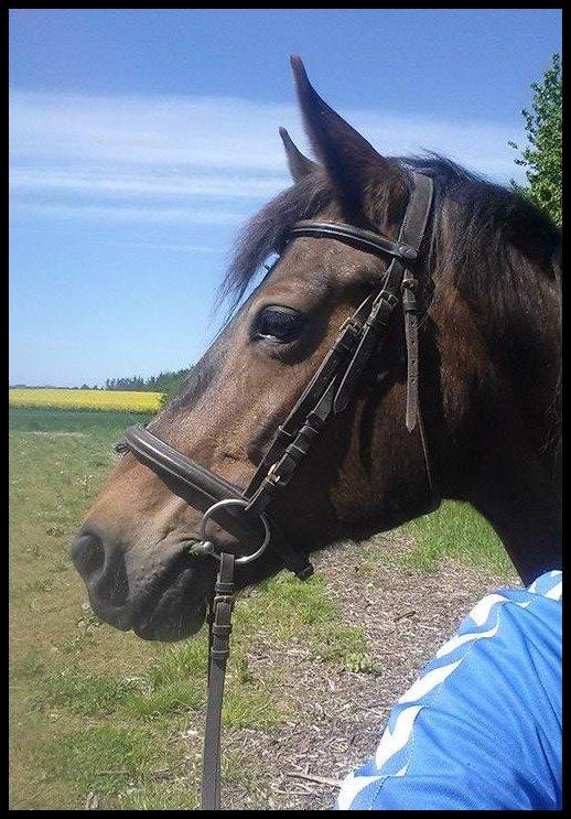Anden særlig race Rosita billede 1