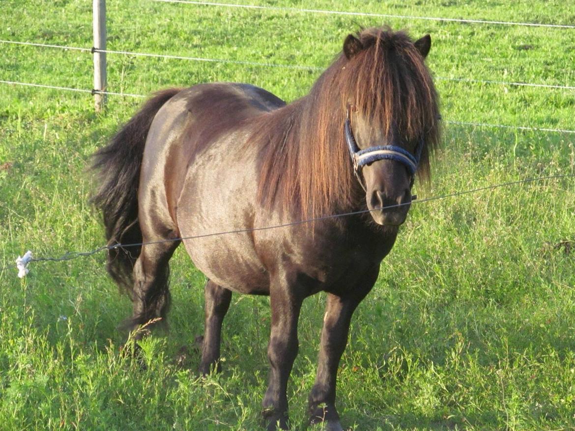 Anden særlig race Sofus billede 2
