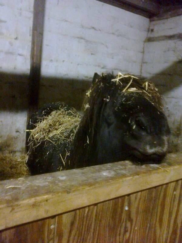 Anden særlig race Sofus billede 6