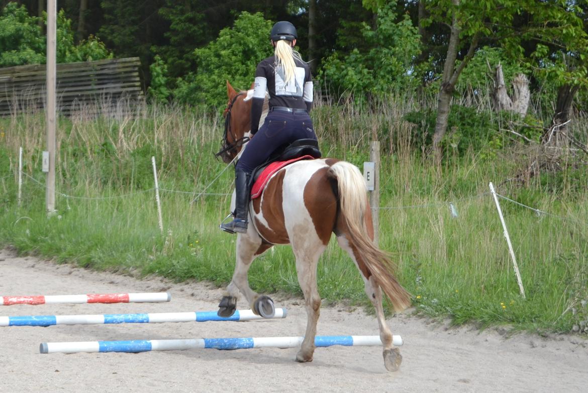 Anden særlig race Prins Carlos - Svævende <3 billede 23