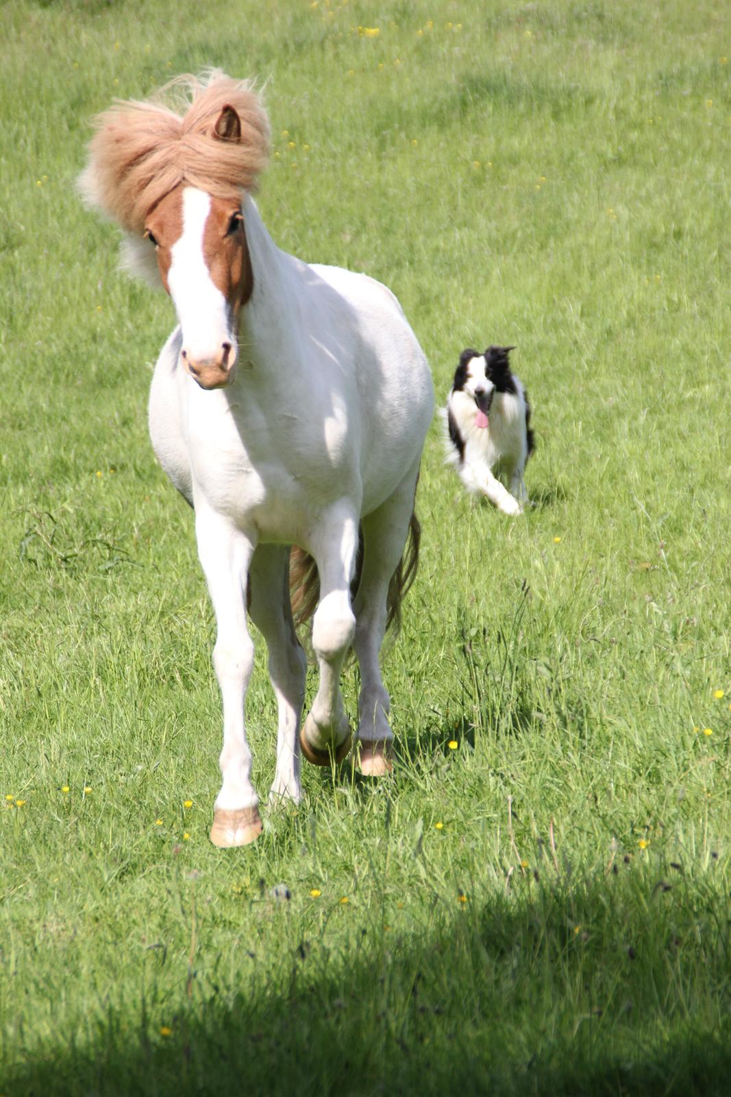 Islænder Trissa fra Nordstrand - snart 3 år og med vores border collie lige i hælene :-P billede 3