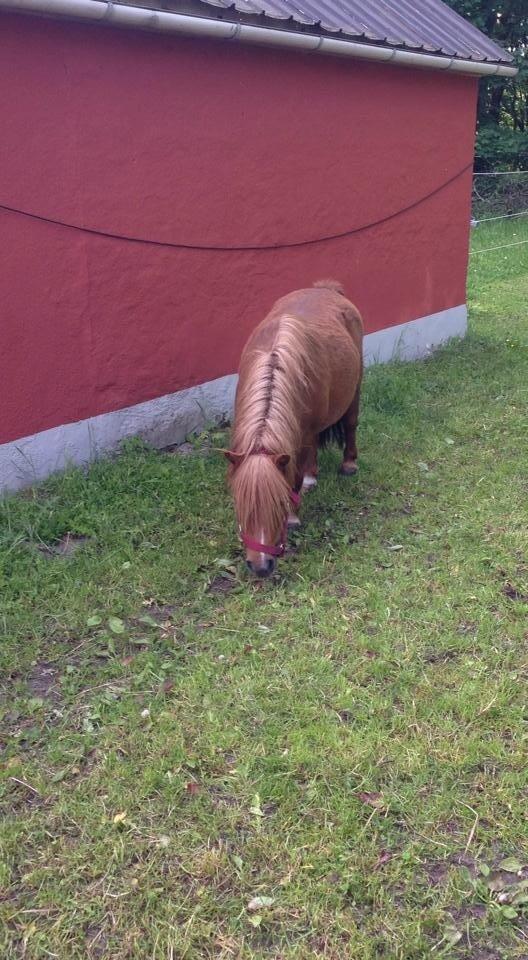 Shetlænder Lotte *Prinsessen* <3 billede 20