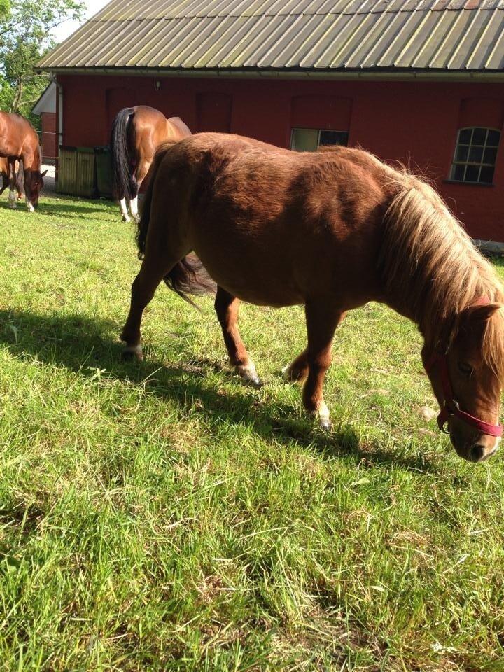 Shetlænder Lotte *Prinsessen* <3 billede 22