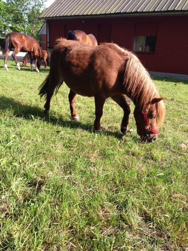 Shetlænder Lotte *Prinsessen* <3 billede 24