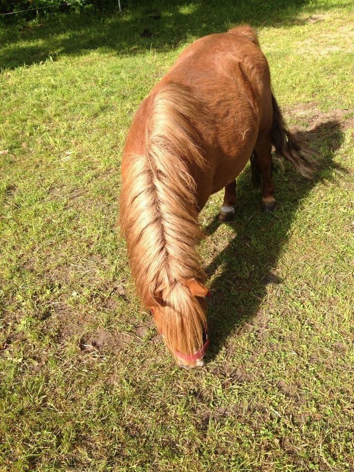 Shetlænder Lotte *Prinsessen* <3 billede 26