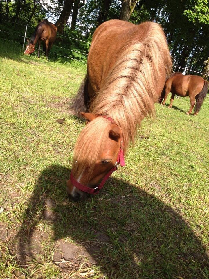 Shetlænder Lotte *Prinsessen* <3 billede 28