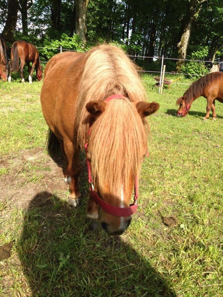 Shetlænder Lotte *Prinsessen* <3 billede 30