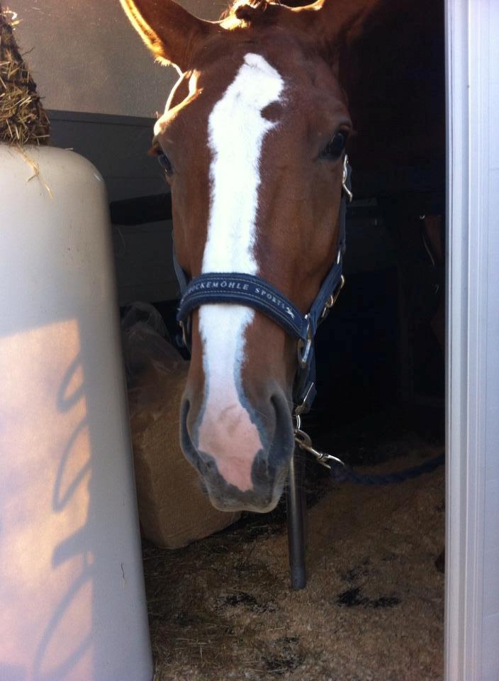 Dansk Varmblod Red Passion - Eddie til stævne :-) En af de første ture i den nye trailer, og det gik så fint <3 Foto: Mig billede 12