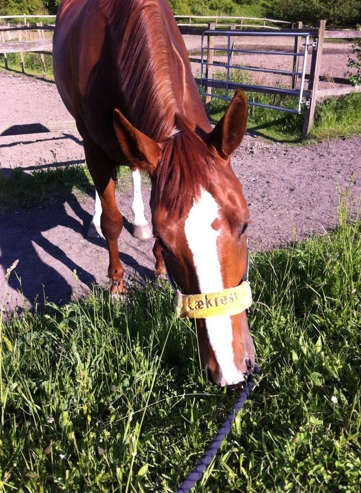 Dansk Varmblod Red Passion - Eddie ude og græsse d. 25 maj 2014 <3 Foto: Mig billede 9