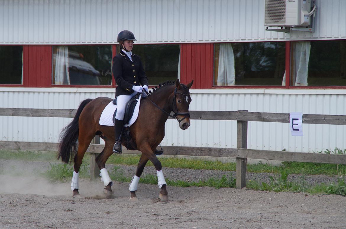 Anden særlig race Wilma - RF Foto. LC2 på ØSR til 66,957% 2. plads billede 13