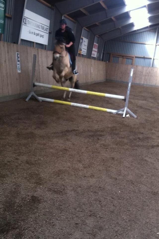 Fjordhest Basse billede 9