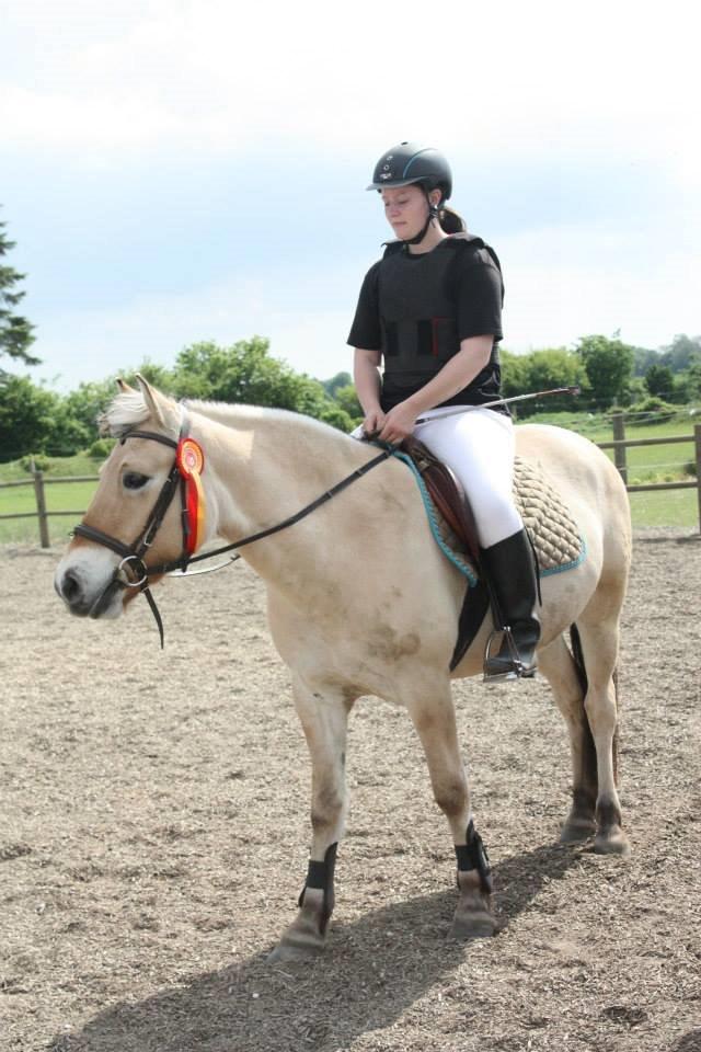Fjordhest Basse billede 10