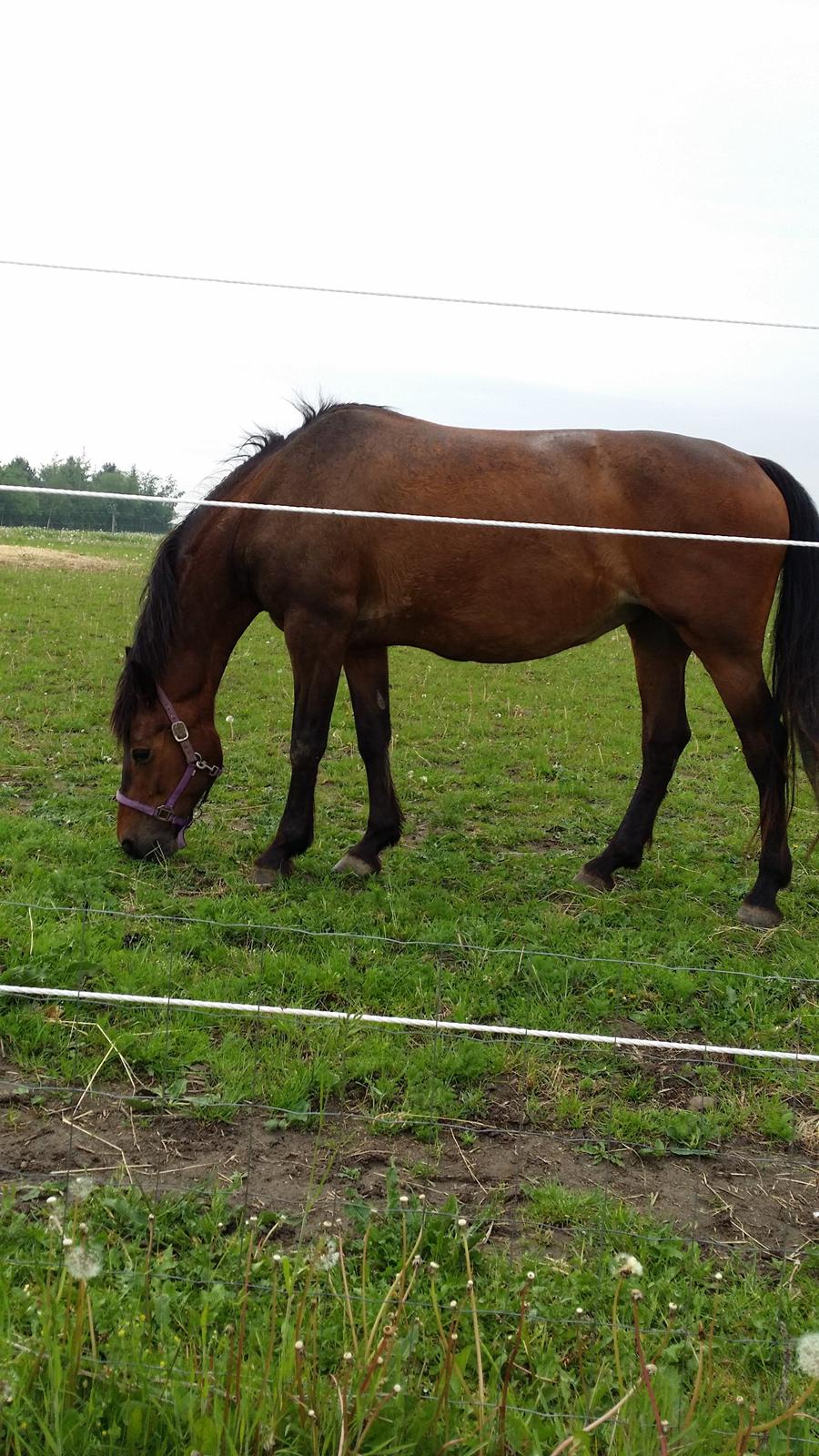 Anden særlig race Rosita - Lige kommet til det nye sted. Det første hun gjorde var at rulle sig. Skøn hest. billede 5