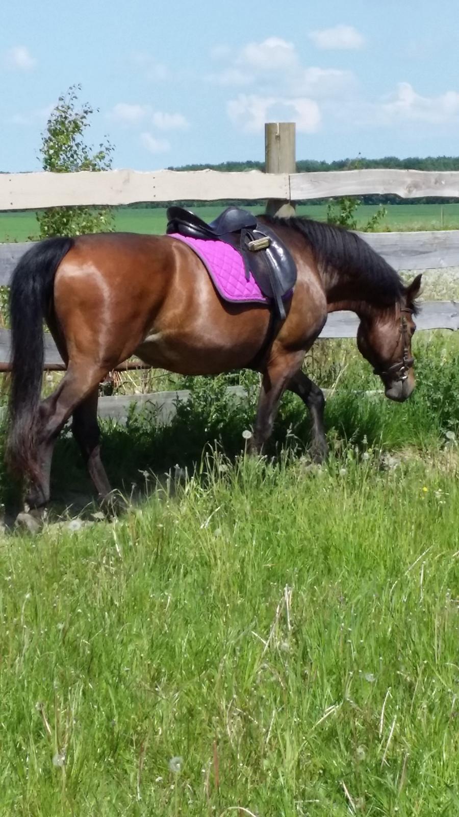 Anden særlig race Rosita billede 13