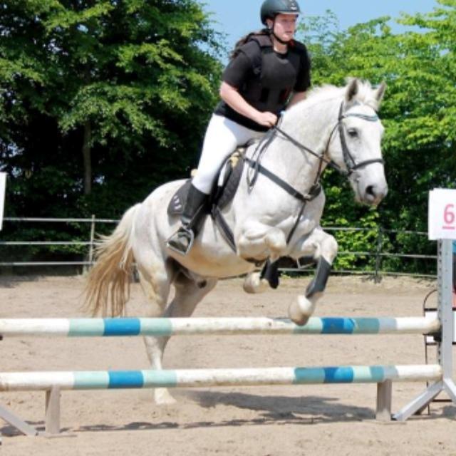 Irsk Sportshest Canasta billede 1