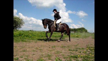 Anden særlig race Roshøjs Falcon billede 9