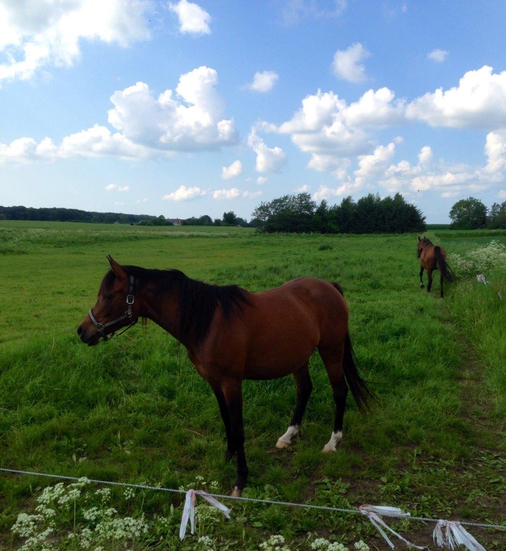 Arabisk fuldblod (OX) E`xtravaganza *SOLGT* billede 31