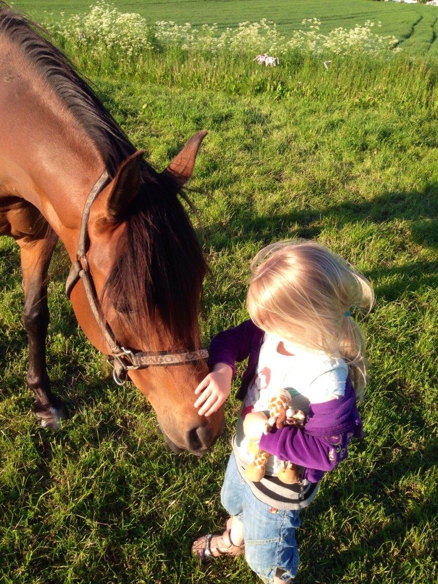 Arabisk fuldblod (OX) E`xtravaganza *SOLGT* billede 19