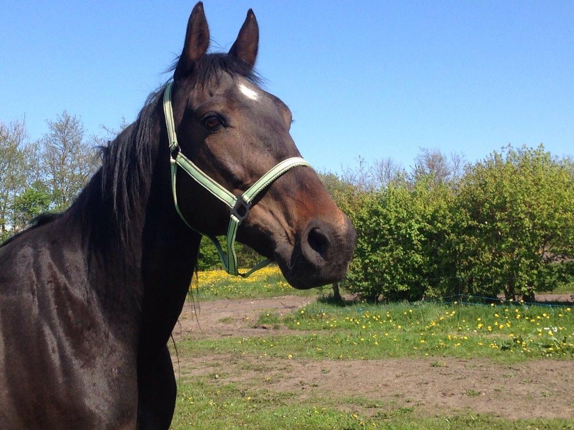 Traver Kvickly xtra billede 14